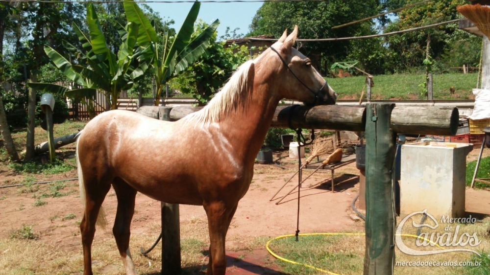 PALOMA DA PIRAPORINHA