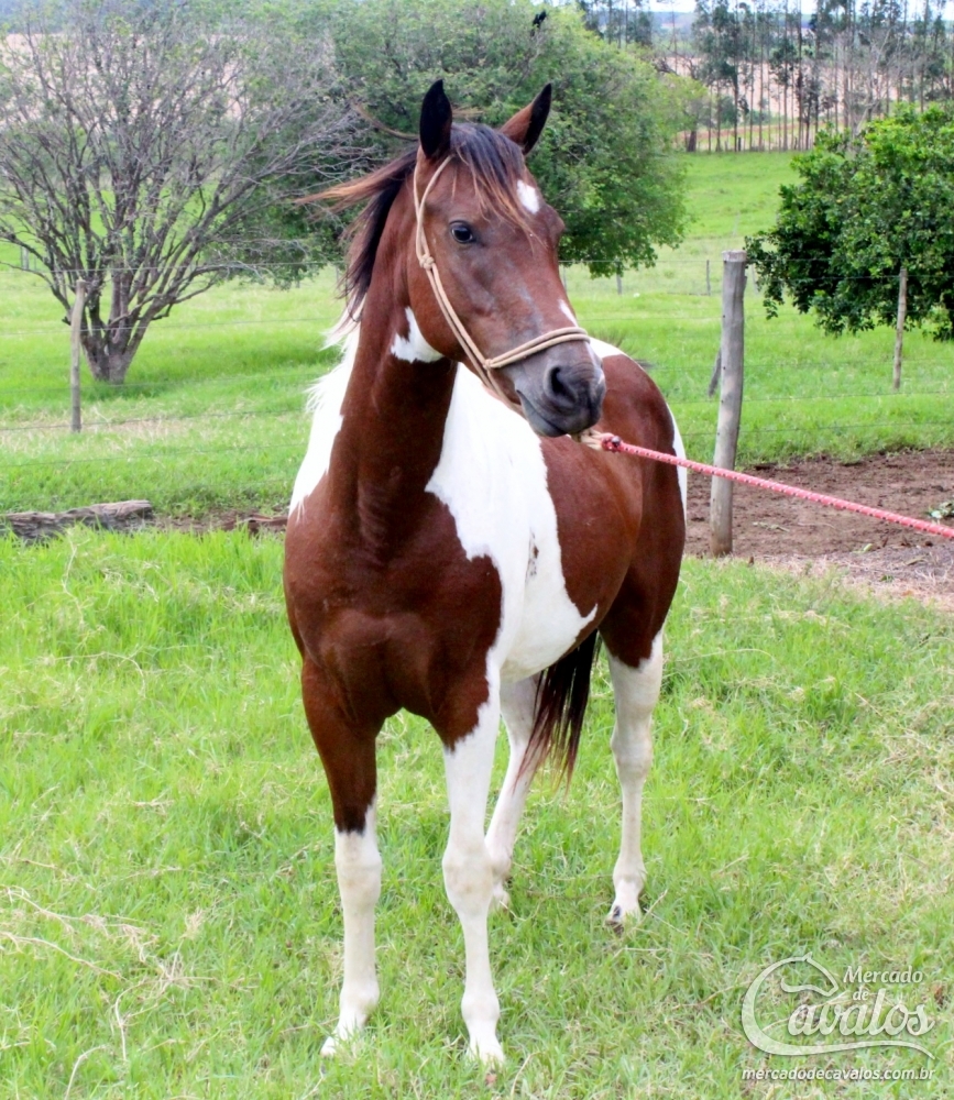 CANDY LOVESTAR JT