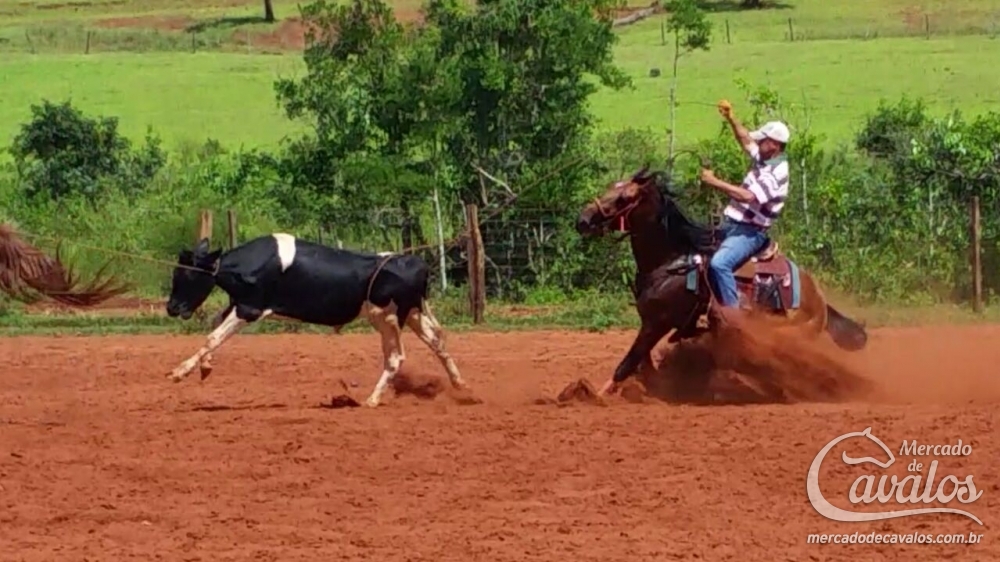 MARAGATO BOA VEREDA (LAÇO PÉ)