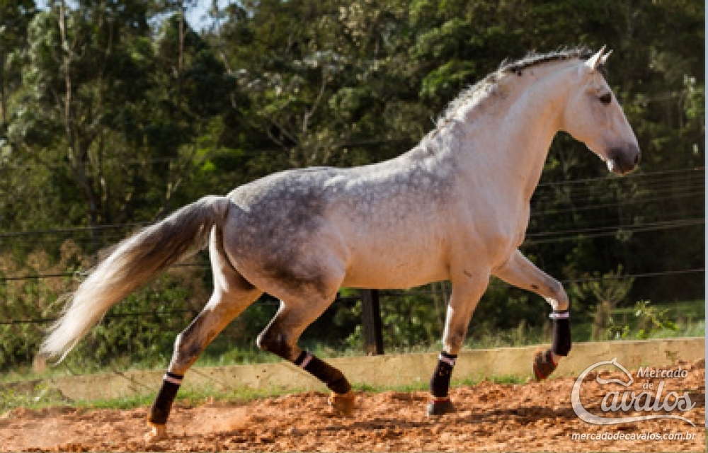 QUARTILHO