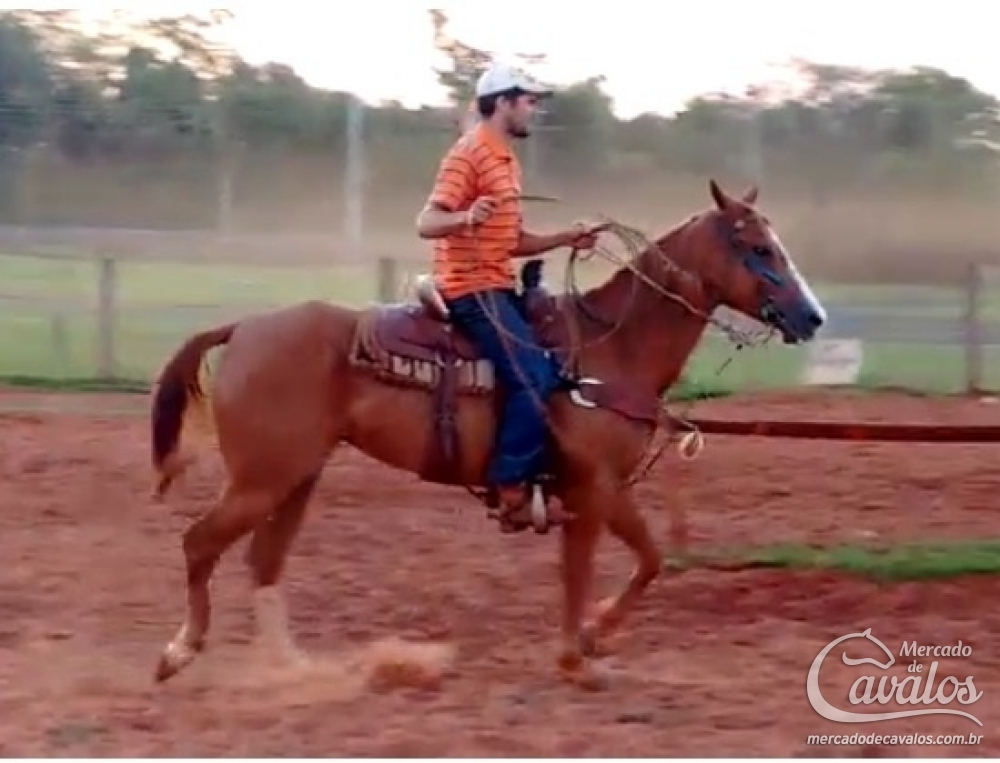 MISS PEP LAKE ( TEAM ROPING)