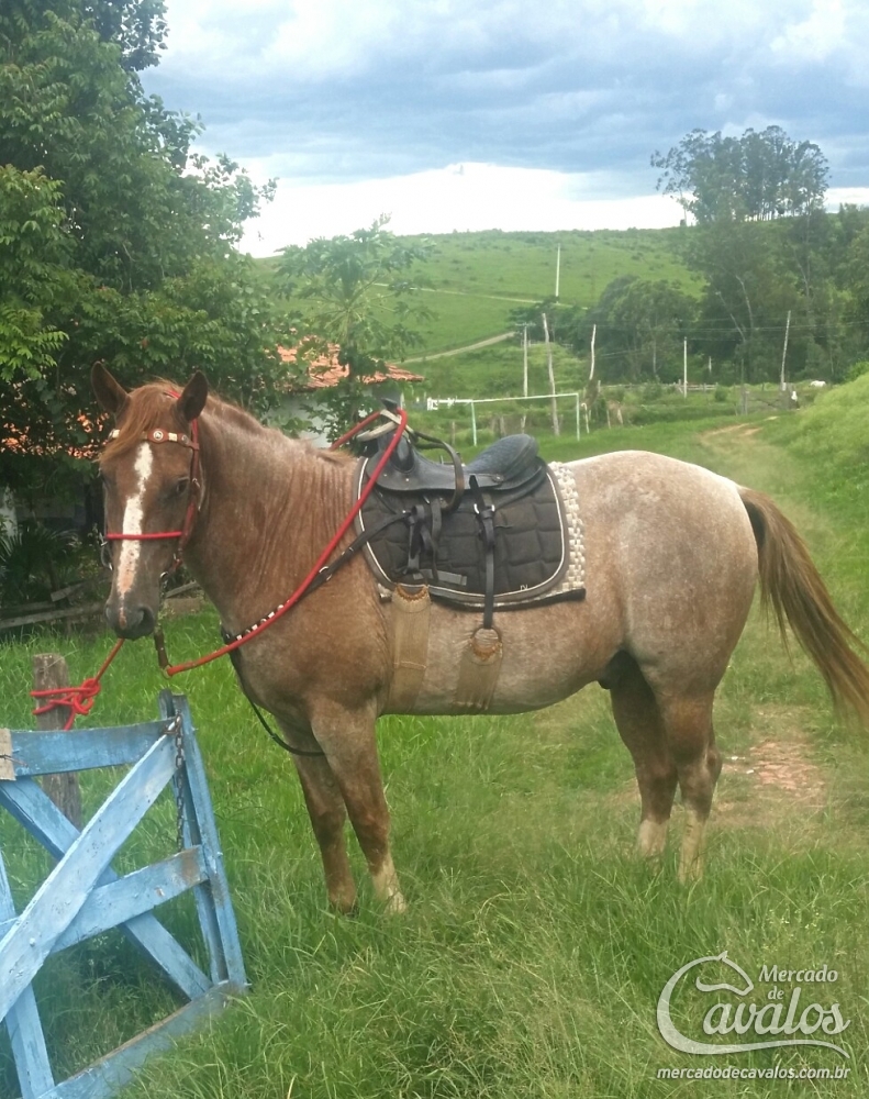 CAPRICHO DO ZANTUN
