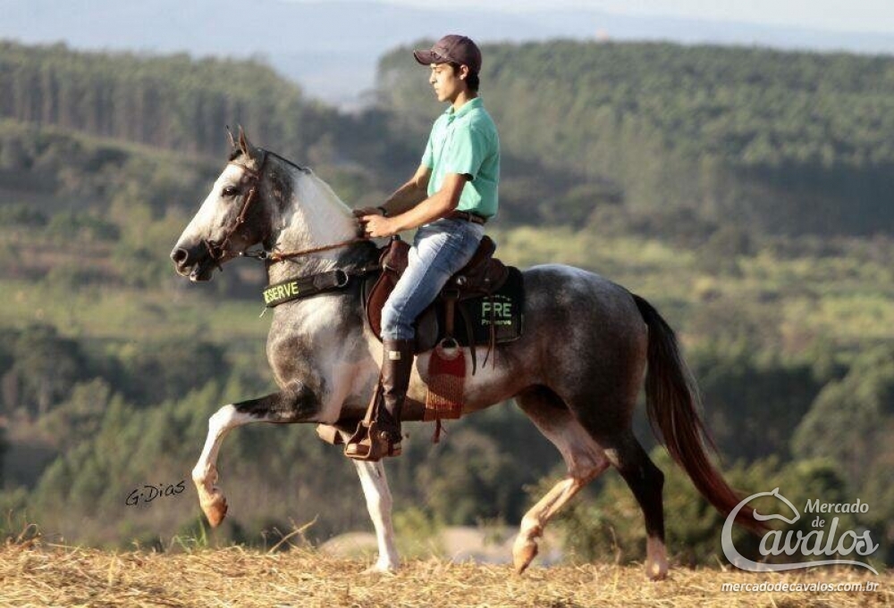 BRILHO DO GAUCHO