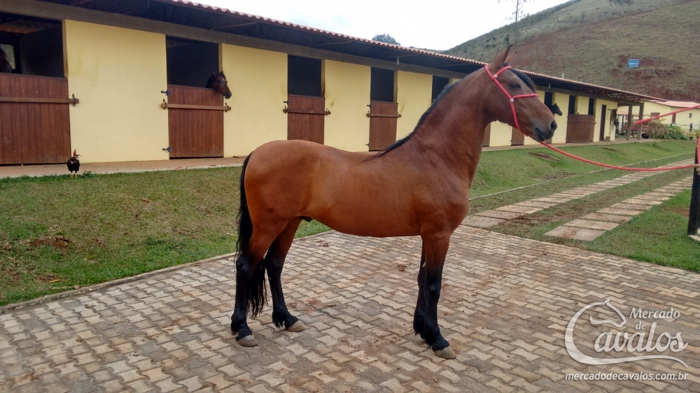 QUERUBIM DA PONTA DA LAPA