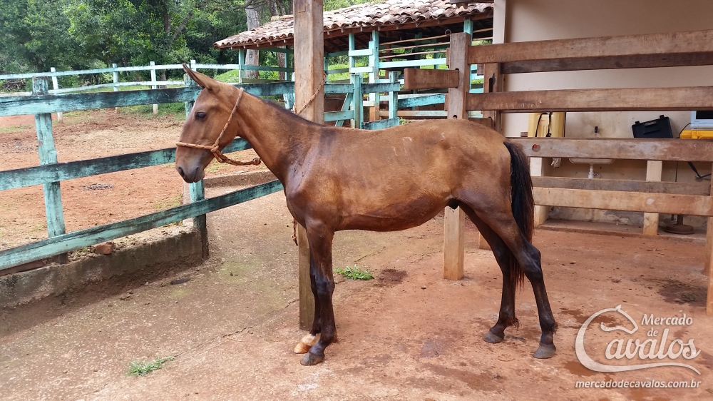 ÌCARO DO HBV