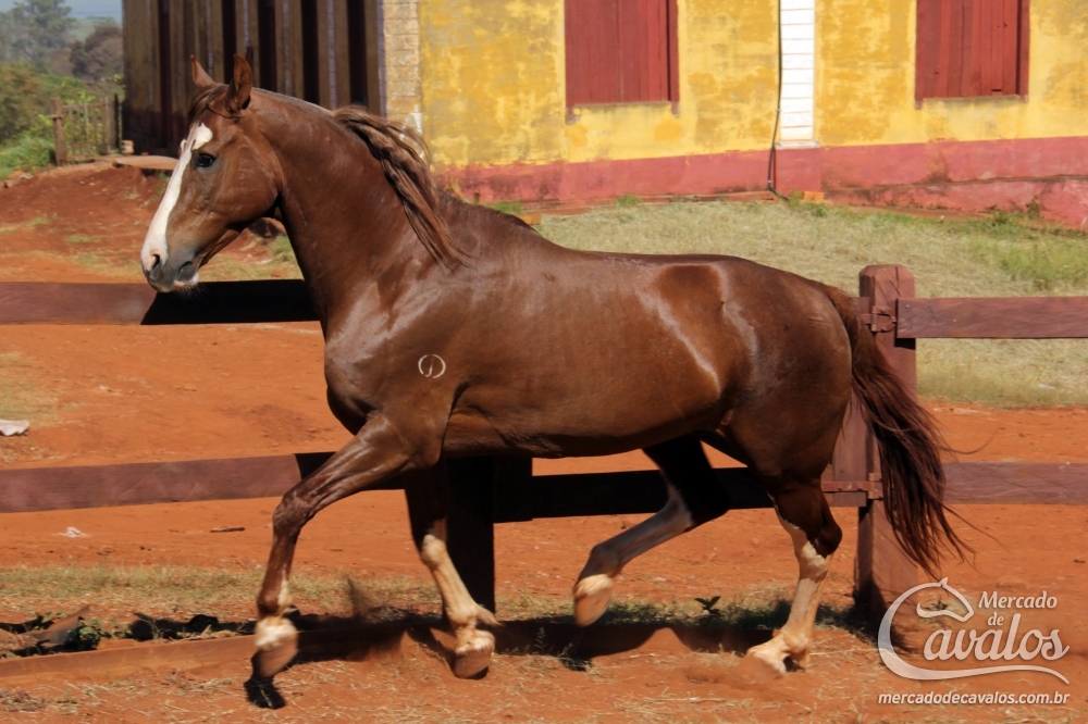 BAILARINO DA JAUAPERI