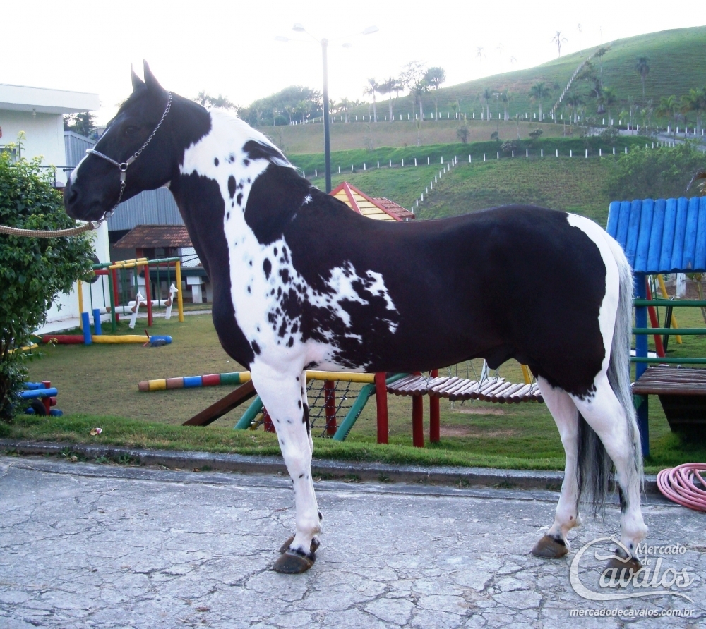 ATREVIDO DO OVB