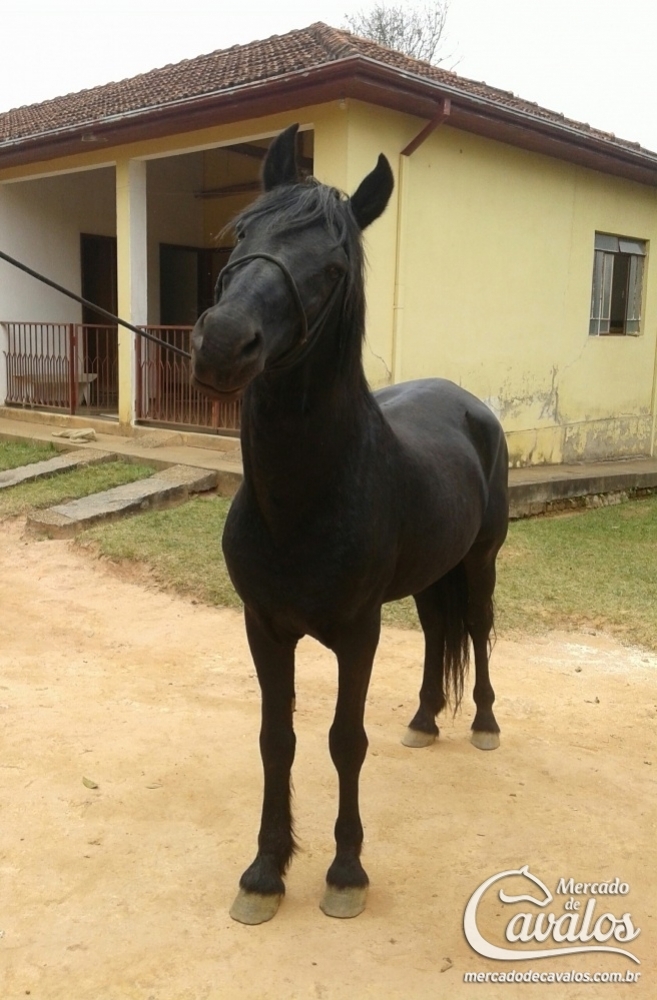 TALIBÃ DA VOLTA FRIA
