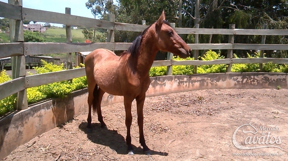 ESTALO VSR