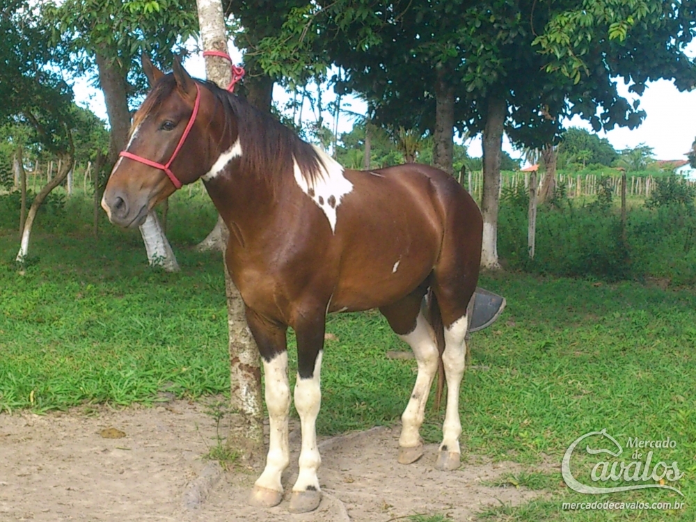 COMANCHE