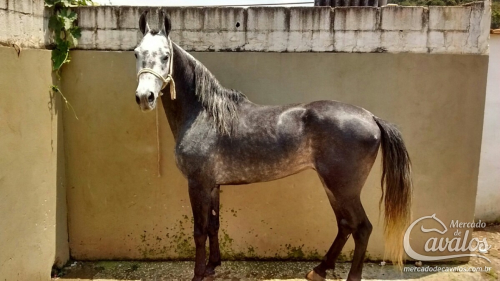 ALADAR ESPELHO D AGUA