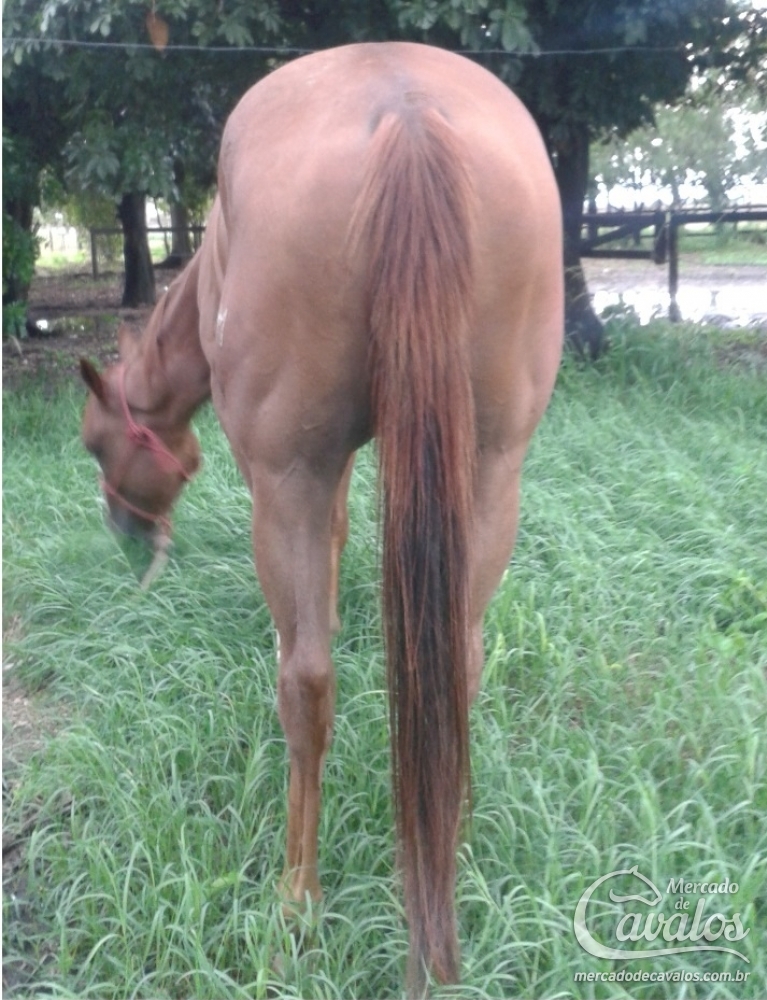 DASH LÍDER 4M