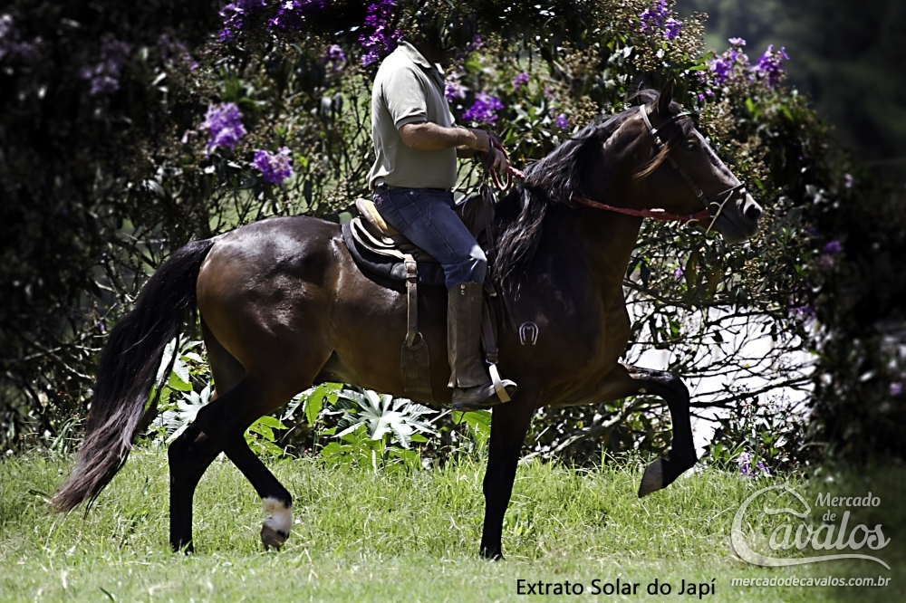 EXTRATO SOLAR DO JAPÍ