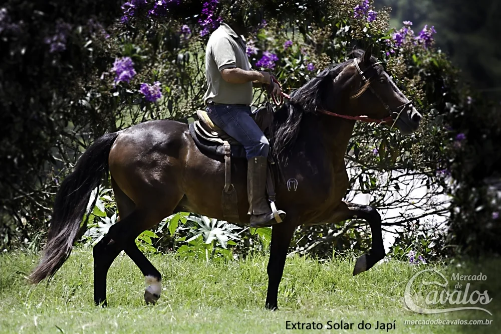 EXTRATO SOLAR DO JAPÍ