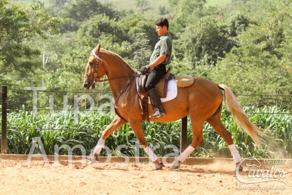 XAMAIA DO TOP