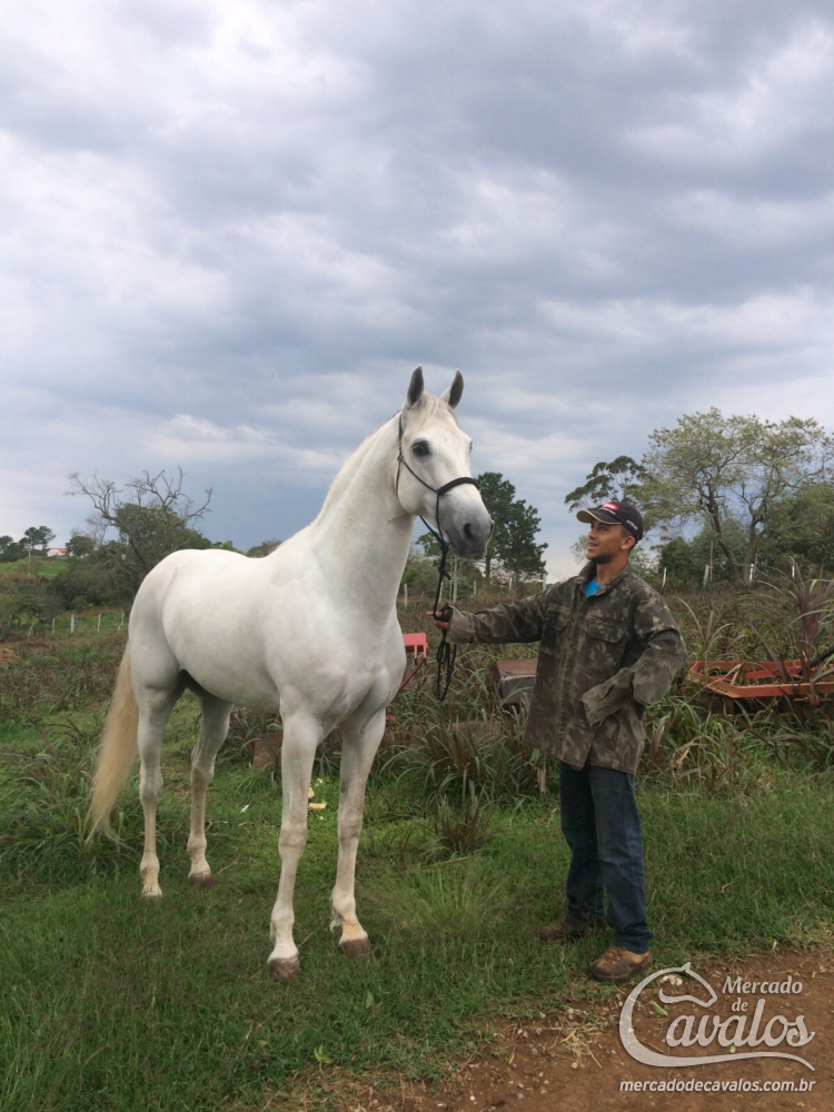 BLANCO DO SIR