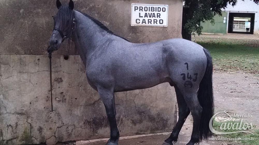 FREIO DURO DE SANTA EDWIGES