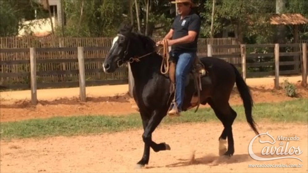 EL CID DO RANCHO ELDORADO-MARCHA PICADA