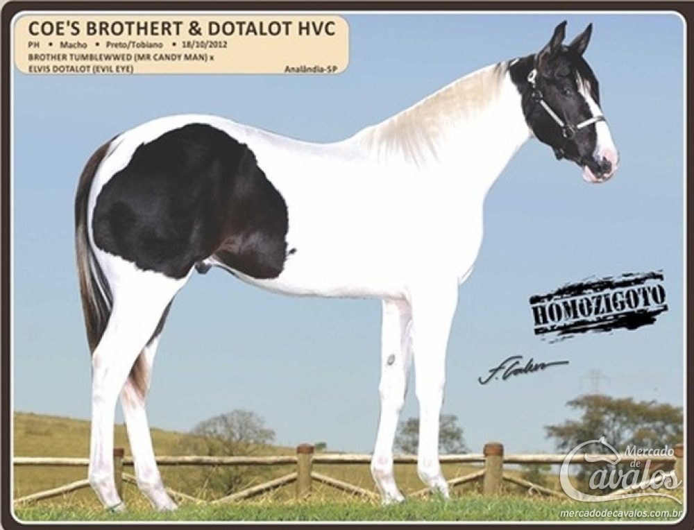 COE'S BROTHER & DOTALOT HVC
