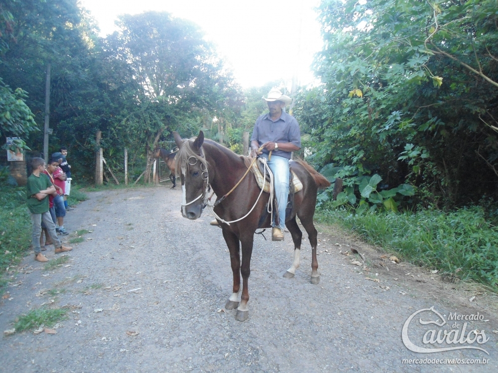 CHALANA / FLICA