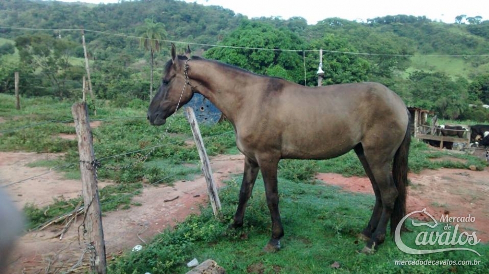 CURIÓU