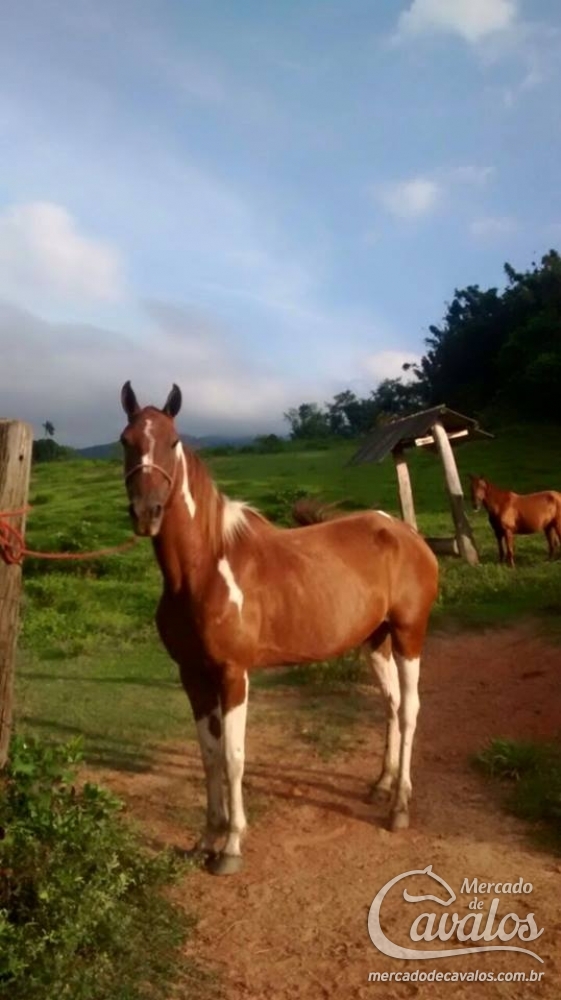 JUTA DE BRAGANÇA