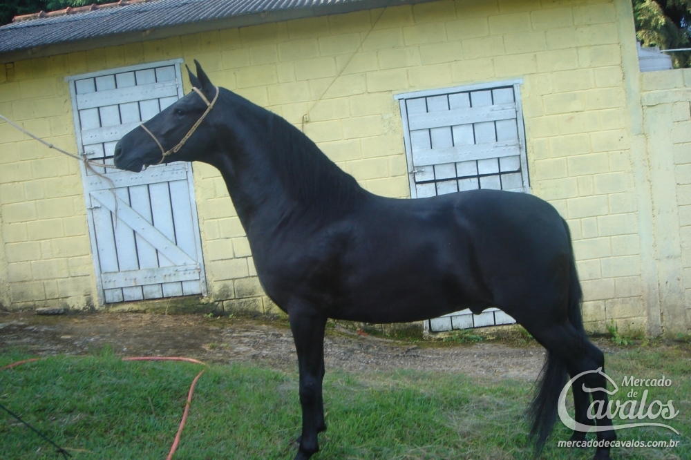 PETRÓLEO DO RANCHO SÃO FRANCISCO