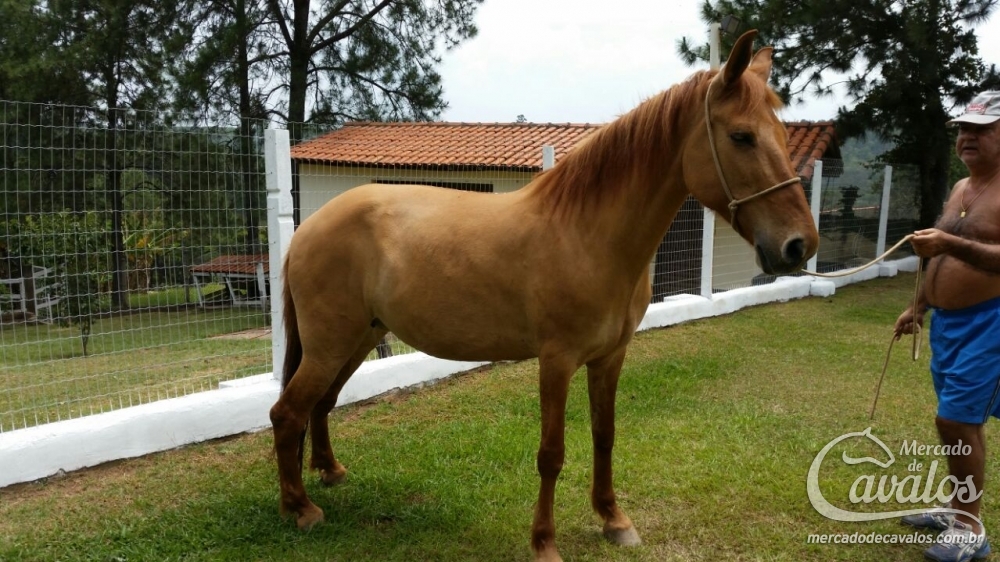 PRINCESA DO BRASÃO