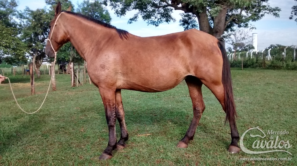ESCTA DE ACARAJÁ