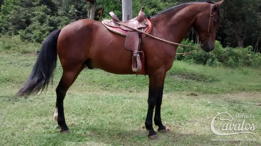 IMPÉRIO DO ZANTUN