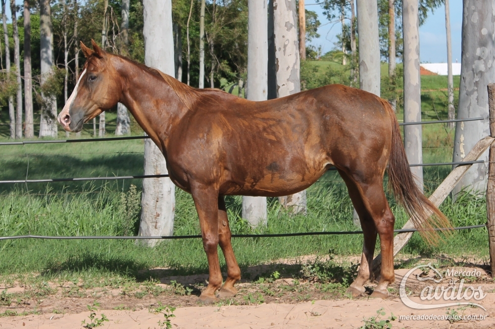 LA CUMPARCITA RYON