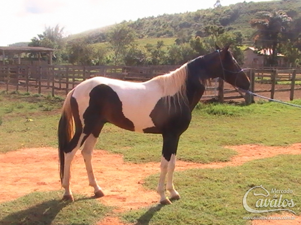 DESTEMIDO WGC - FAVACHO/HERDADE