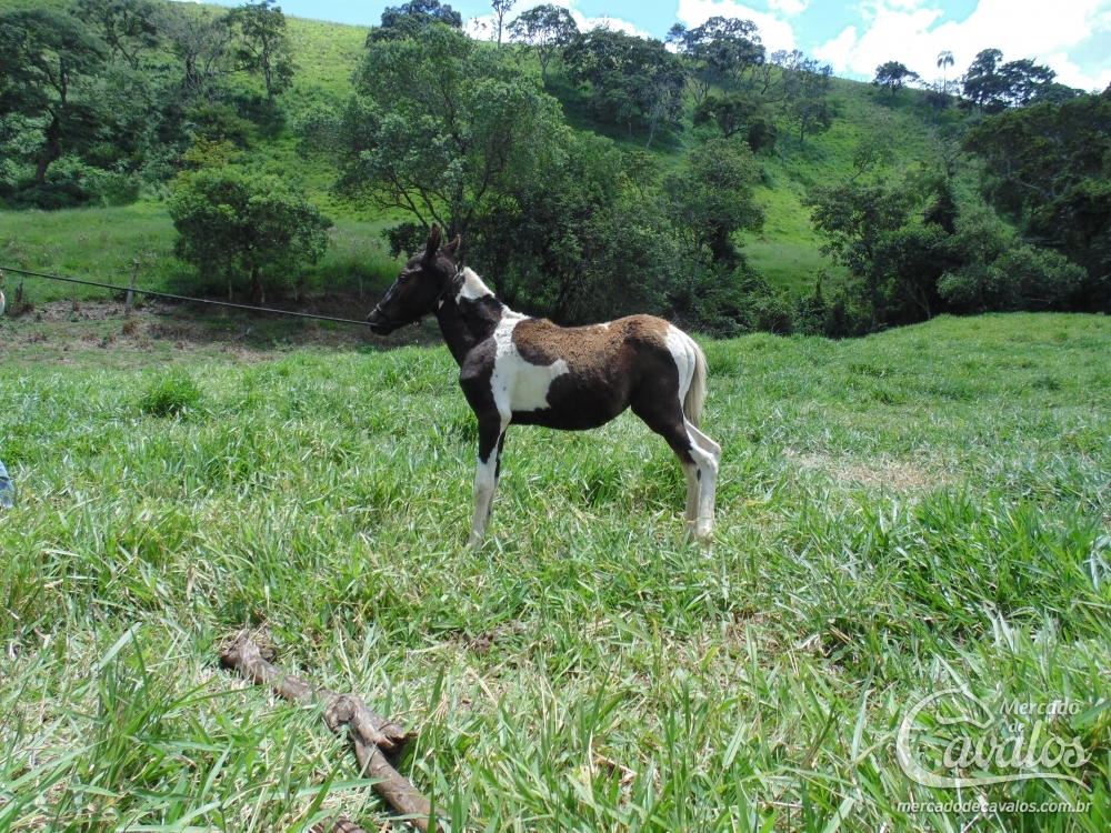 BERLIM DA SERRA QUE CHORA