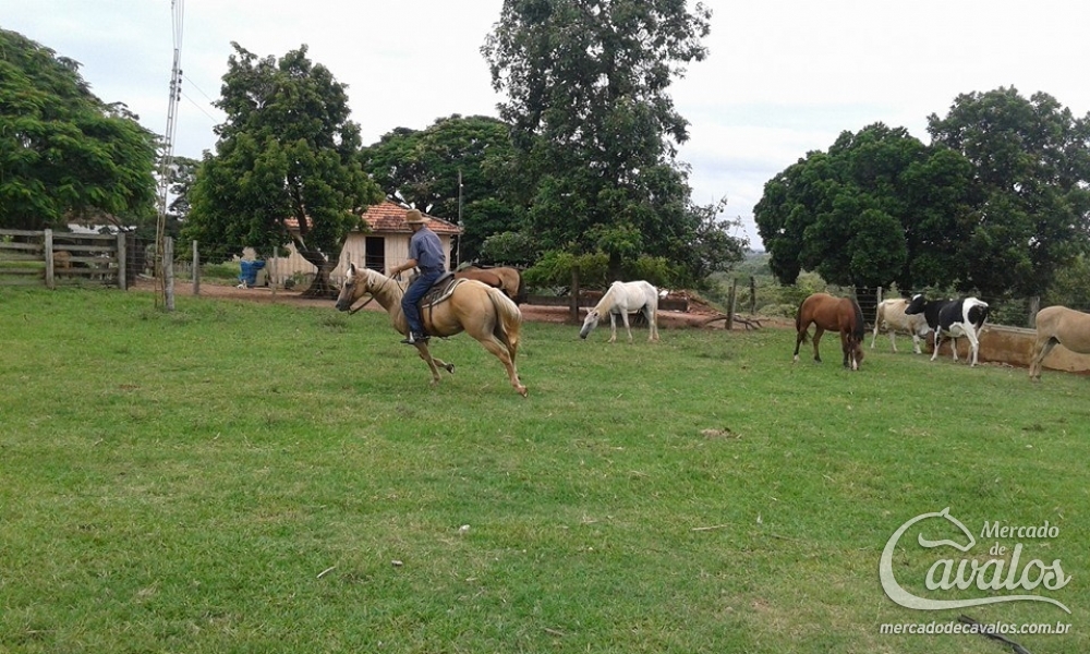 BARÃO LT