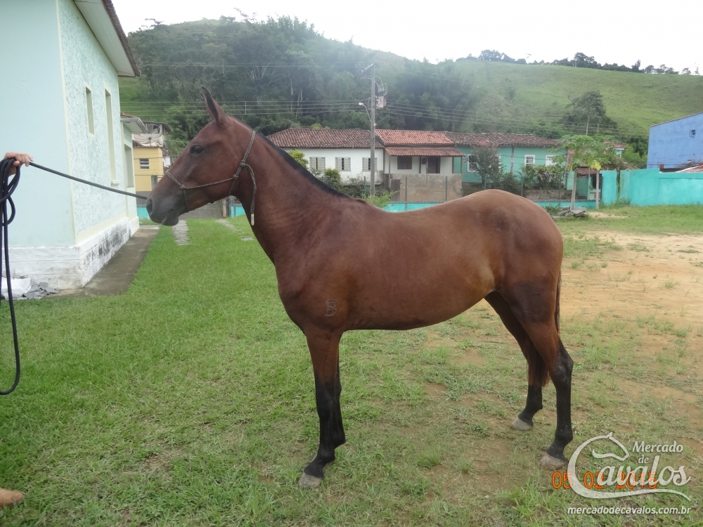 QUININA SANTA ROSA - TE