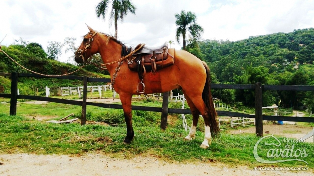 STATUS DA SERRA
