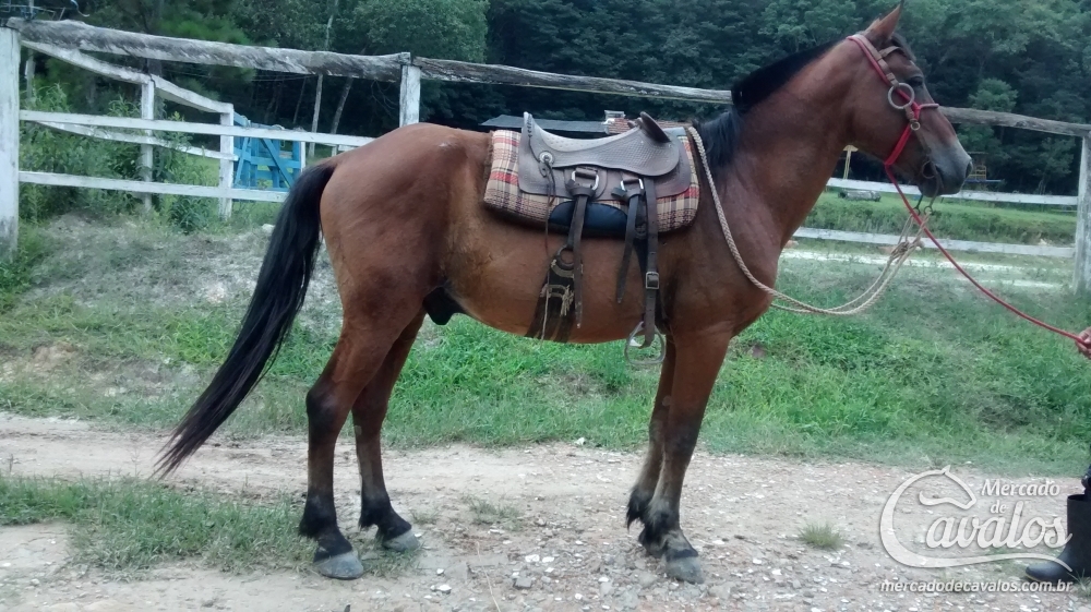 MATUTO DO ZANTUN