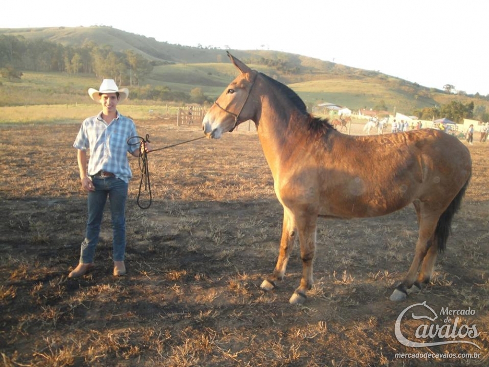FENOMENO DO LINO