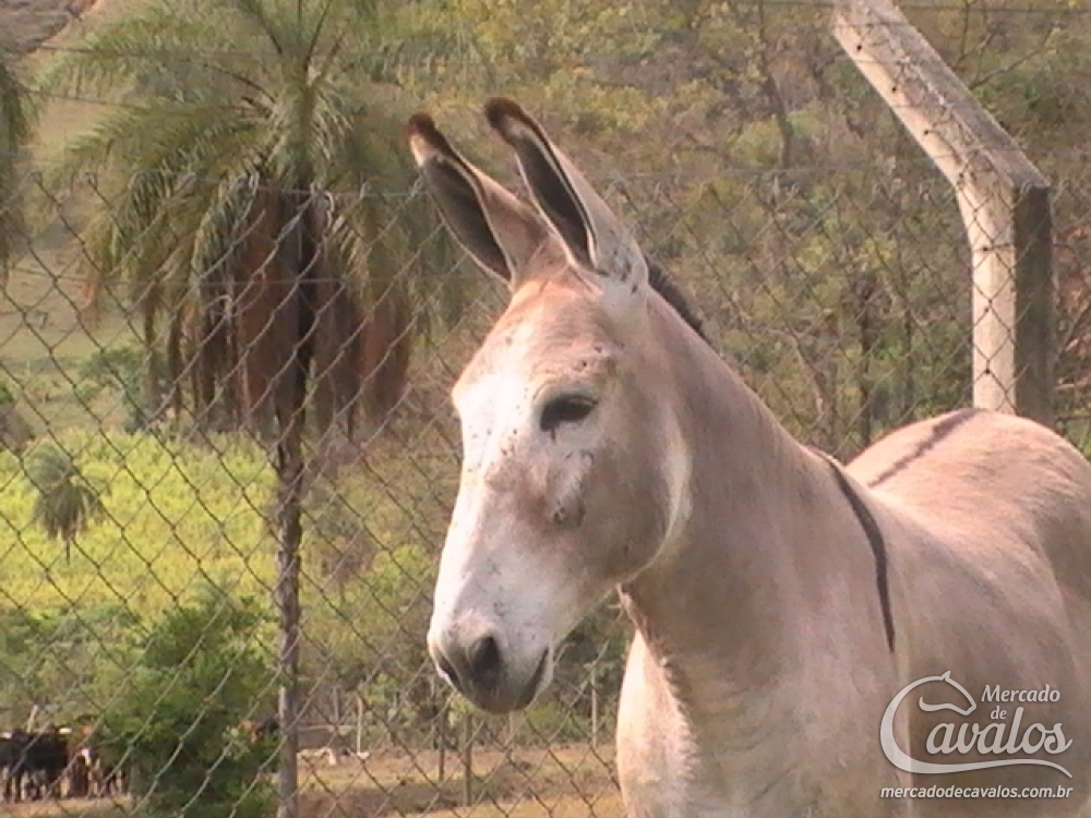 FEITOR DO BELO