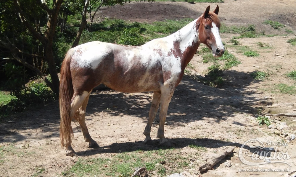 SAFIRA DO HARAS JL