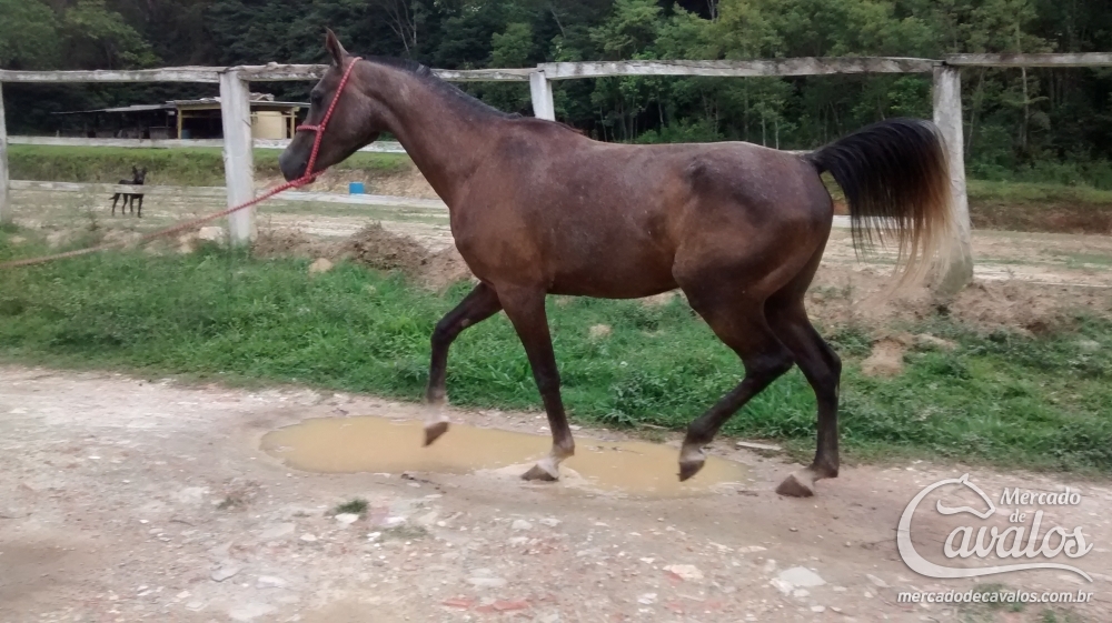 BRINQUEDO DO ZANTUN