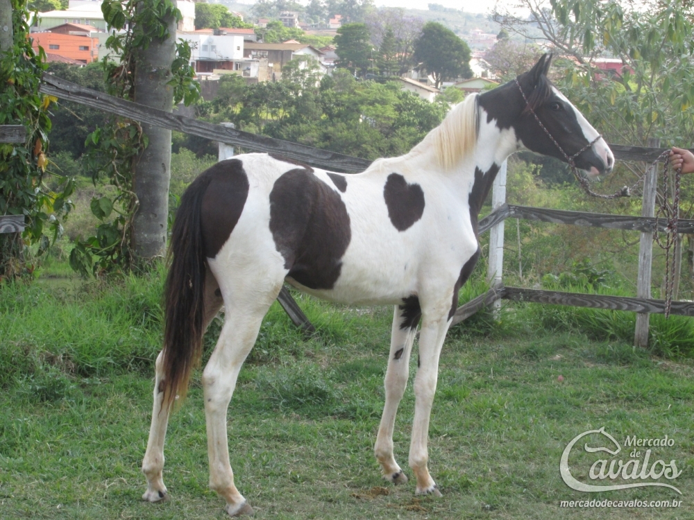 QUIXOTE R.M. (TE)