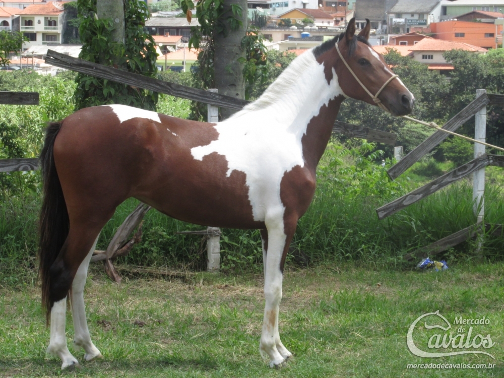 PODEROSA R.M.(TE)
