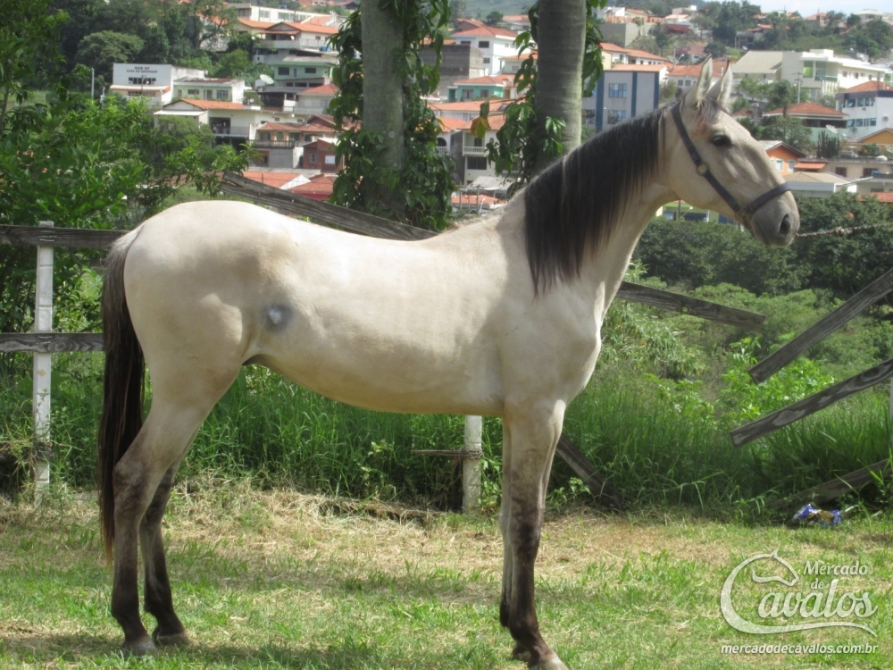TUFÃO DO LUTY