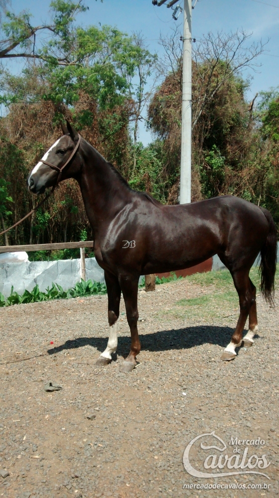 CHAKIRA