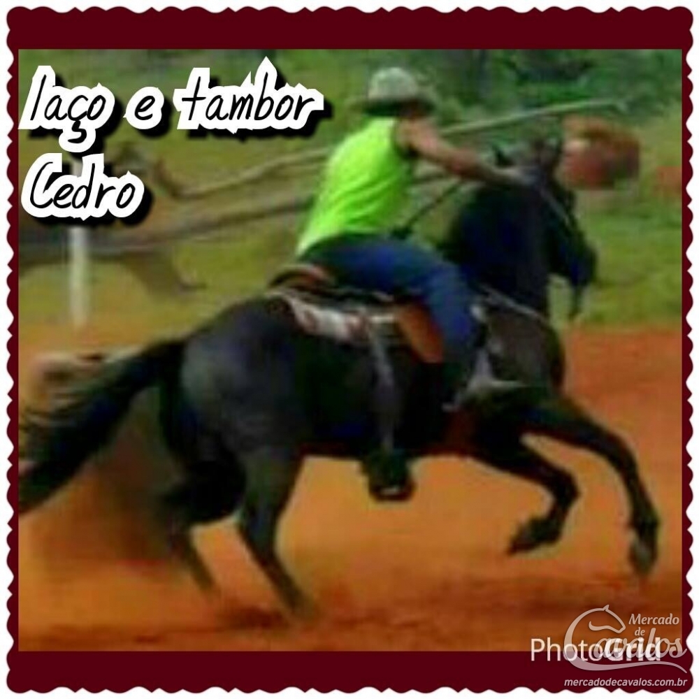 CEDRO FJ