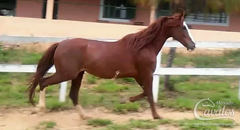 RENASCENÇA DO PEC