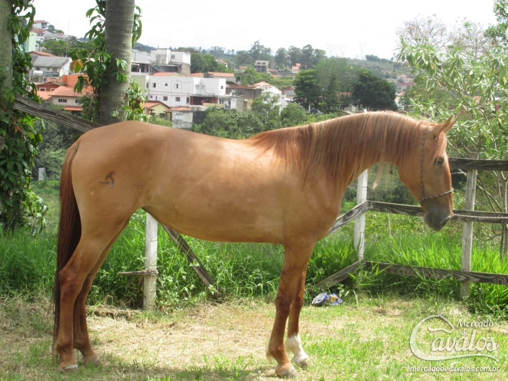 DUQUESA DO LUTY