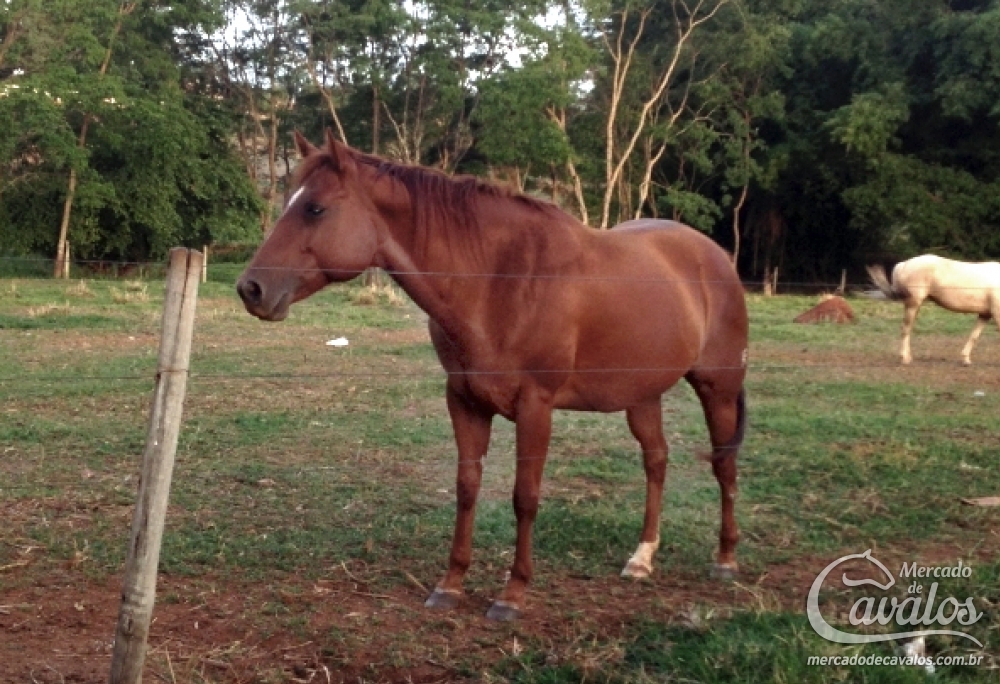 CHARLO RED RHR