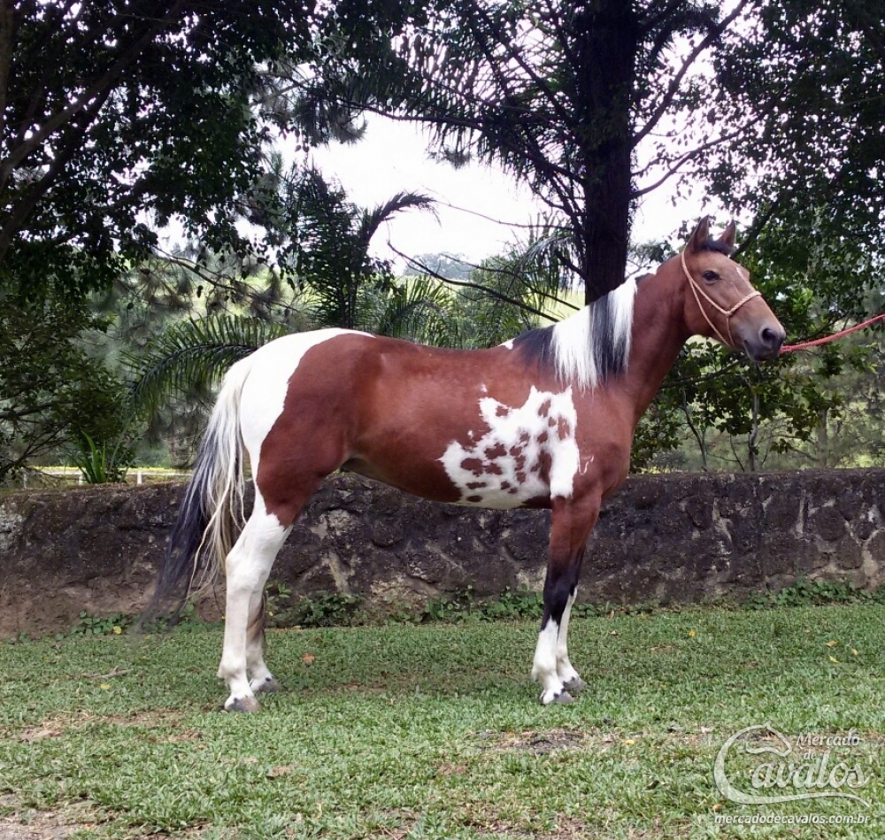 GALÁXIA DO PAP´S - HOMOZIGOTA